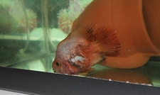 Balık Hastalıkları Nelerdir?