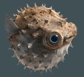 Kirpi Balığı Türleri ve Özellikleri