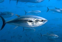 Orkinos Balığı Türleri ve Özellikleri