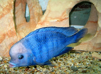 Akvaryum Yunus Balığı