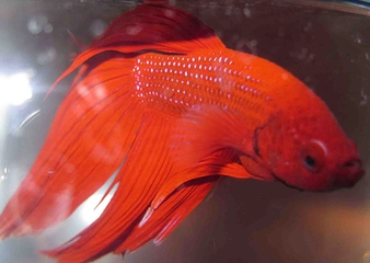 Beta Balık Türleri ve Özellikleri