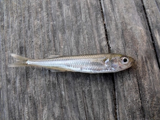 Gümüş Balığı Türleri ve Özellikleri