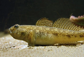 Kaya Balığı Türleri ve Özellikleri