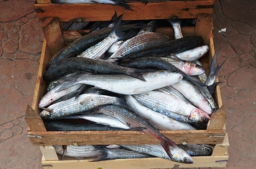 Tirsi Balığı Türleri ve Özellikleri